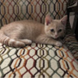 Meet your Posher, Naleah